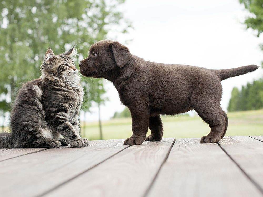 Kat krabt pup: grote kans op - Wagenrenk