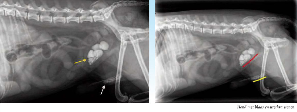 hond-met-blaas-en-urethra-stenen