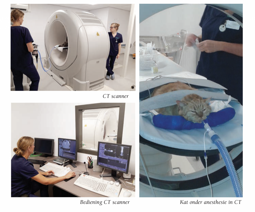 CT-scan-hond-en-kat