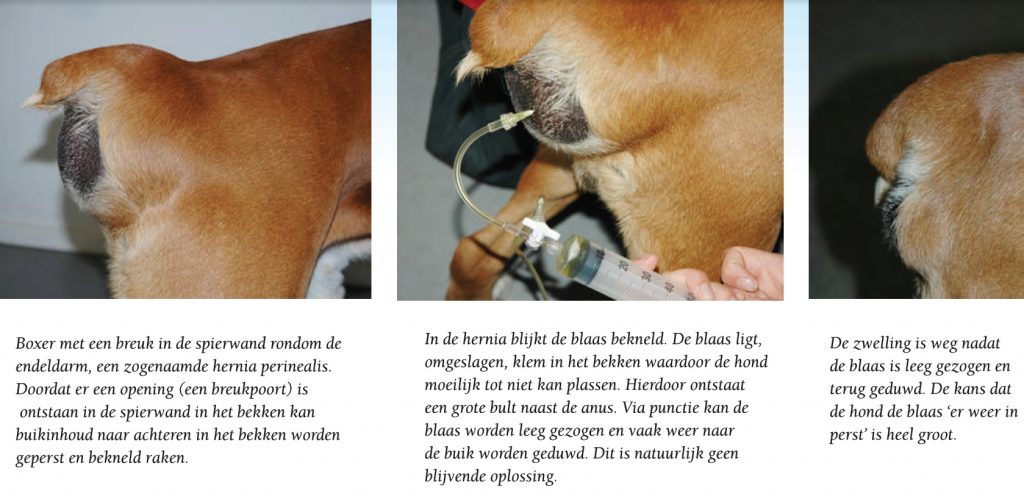 hond-met-vreemde-bult