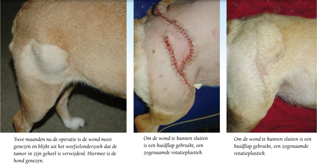 verwijderen-tumor-hond