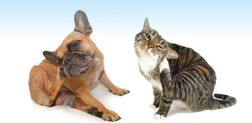 Rommelig bezoeker Egyptische Jeuk bij je hond of kat: allergie? - Wagenrenk