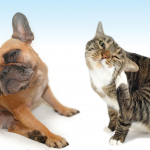 Jeuk bij je hond of kat: allergie?