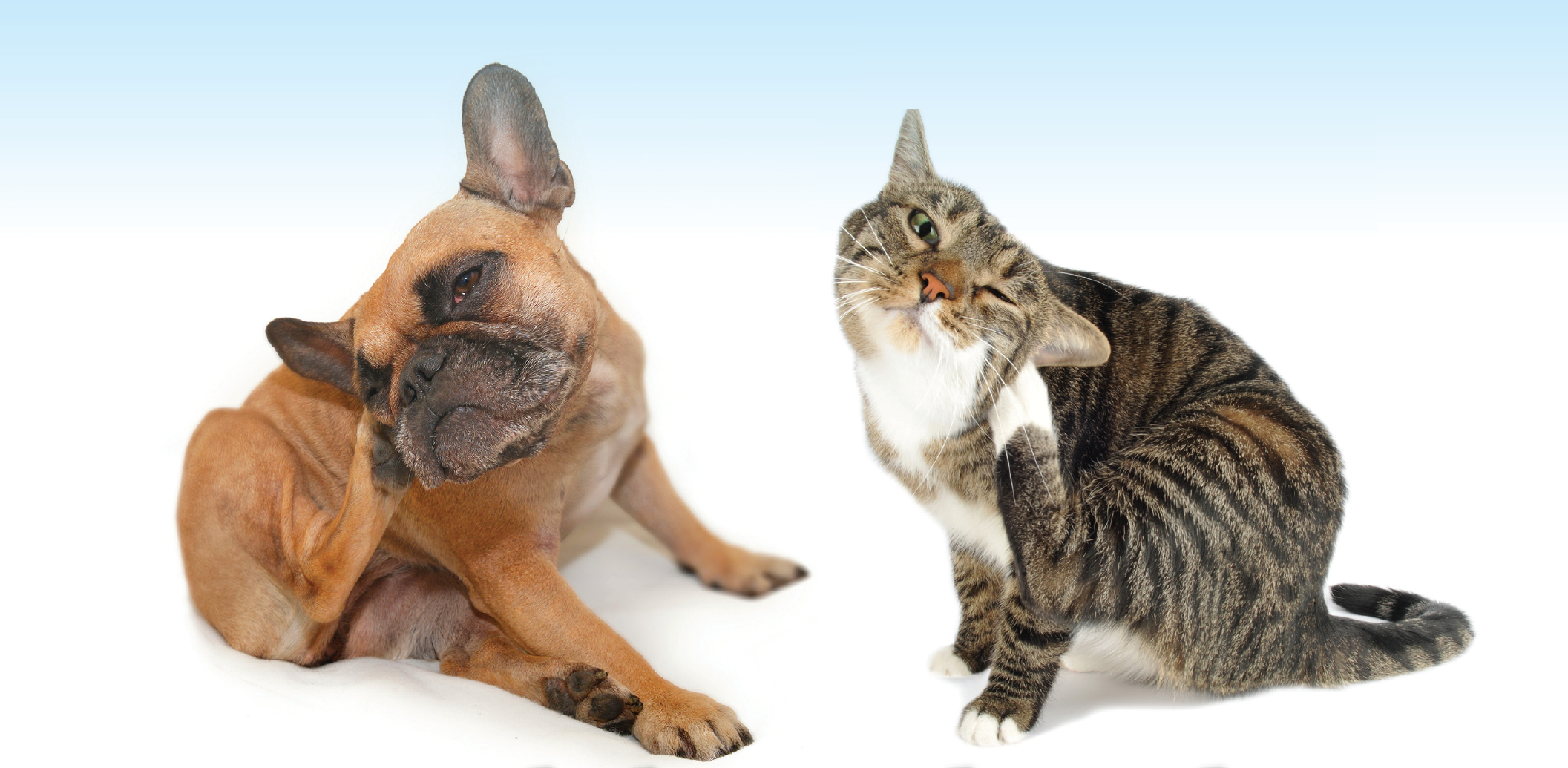 levering Susteen Flash Jeuk bij je hond of kat: allergie? - Wagenrenk
