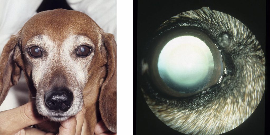 hond-met-grauwe-pupillen-door-normale-lens-sclerlose