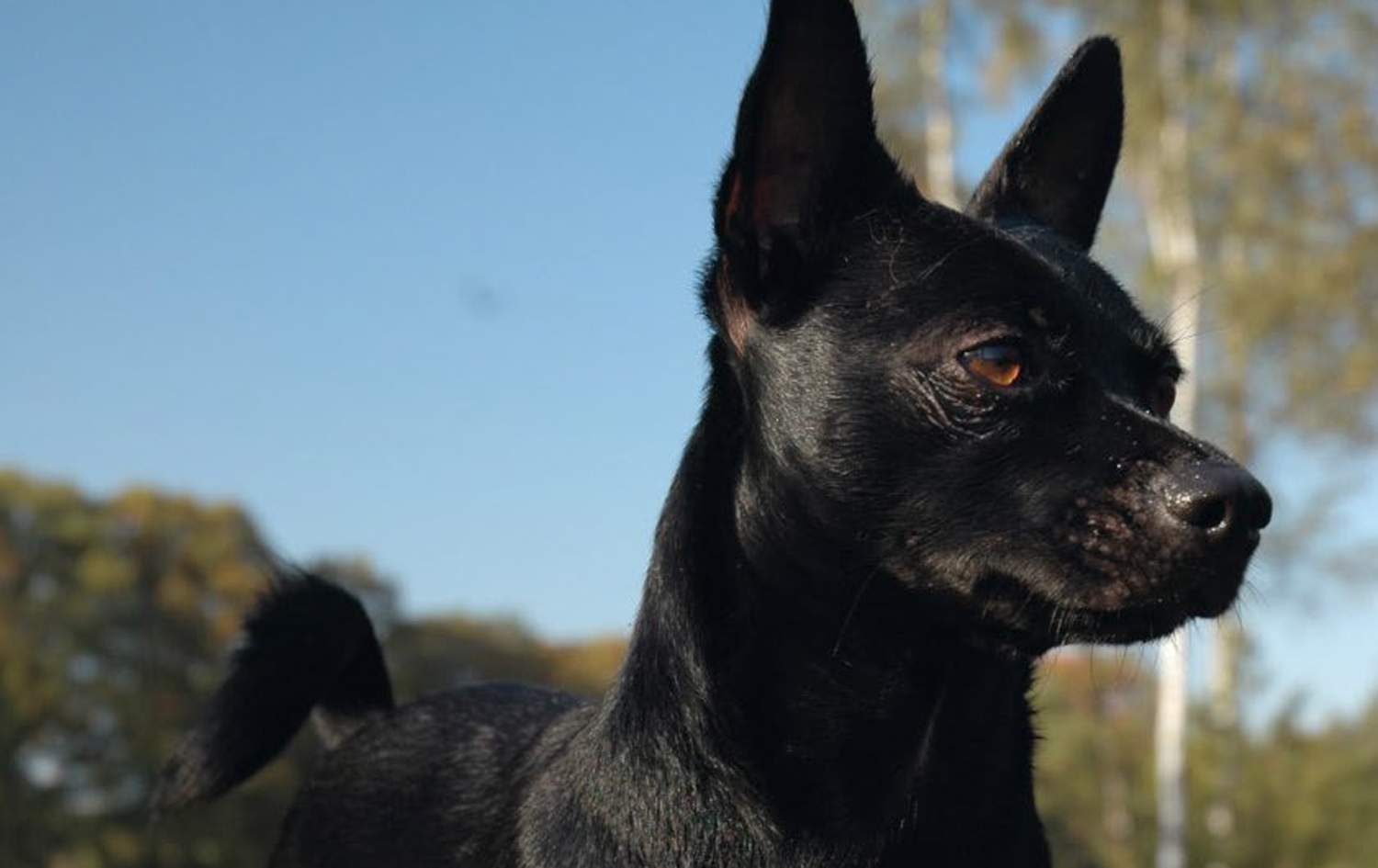 Persoon belast met sportgame terrorist Trekken Blaasstenen bij de hond - Wagenrenk