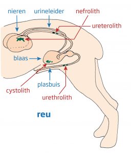 urinewegen-van-de-reu