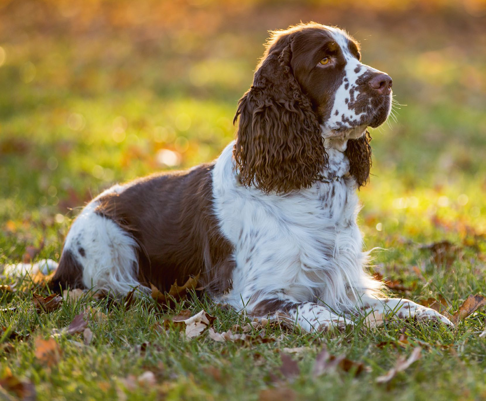 Tot ziens waarom niet pack Oorontsteking bij je hond - Wagenrenk