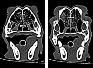 CT-beelden-hond-neusholte